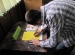swieto-biblioteki-2009 (20)