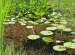 Wycieczka do Hotelu Ossa i Ogrodu Botanicznego w Powsinie 2011 (28)