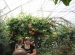 Wycieczka do Hotelu Ossa i Ogrodu Botanicznego w Powsinie 2011 (30)