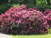Wycieczka do Hotelu Ossa i Ogrodu Botanicznego w Powsinie 2011 (36)